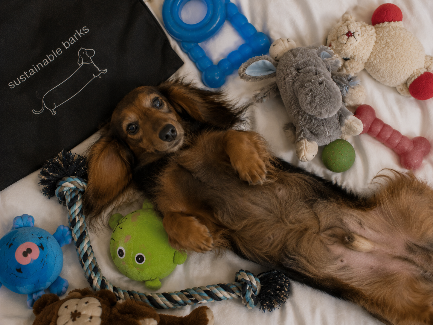 Dachshund surrounded by toys from a Sustainable Barks hotel welcome bundle